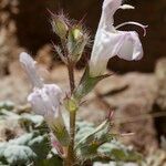 Salvia taraxacifolia Other