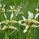 Iris halophila Flower