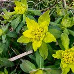 Euphorbia flavicoma Flower