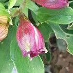 Clematis viorna Çiçek