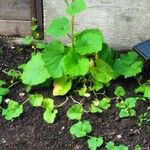 Benincasa hispida Lehti