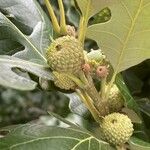 Quercus macrocarpa Fruit