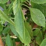 Ocimum americanum Лист