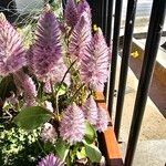 Ptilotus extenuatus Flor