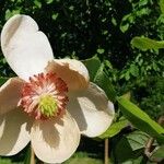 Magnolia sieboldii Kvet