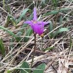 Primula pauciflora Kvet