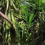 Cordyline australis Habitatea