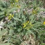 Astragalus alopecuroides Habit