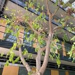 Celtis africana Leaf