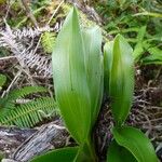 Angraecum cadetii Hoja