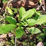 Crepis mollis Blad