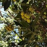 Arbutus canariensis Ovoce