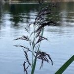 Phragmites australisFlower