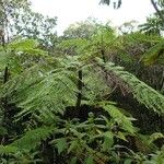 Cyathea cicatricosa ശീലം