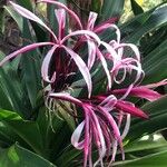 Crinum × amabile Цветок