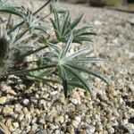 Lupinus sparsiflorus Leaf