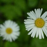 Aster bellidiastrum Bloem