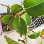 Ficus elastica Roxb.موطن