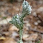 Bombycilaena erecta 整株植物