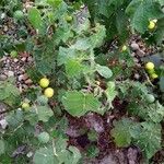 Solanum viarum Листок