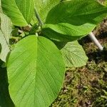 Crotalaria spectabilis Blad