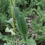 Verbesina alternifolia Leaf