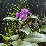 Brunfelsia pauciflora Habit