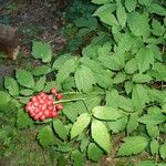 Actaea rubra फल