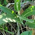Cirsium pannonicum 葉