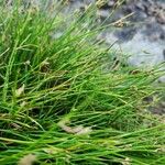 Cyperus laevigatus 葉