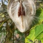 Araujia sericifera Fruit