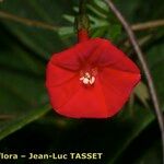 Quamoclit coccinea Mosusu