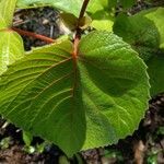 Clerodendrum speciosissimum Folio