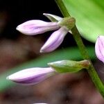 Hosta plantaginea फूल