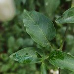 Solanum laxum Leaf