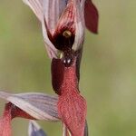 Serapias strictiflora Flower