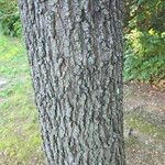Quercus marilandica Corteza