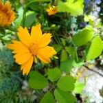 Coreopsis auriculata Fleur