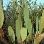 Opuntia maxima Bark