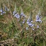 Veronica prostrata Flower