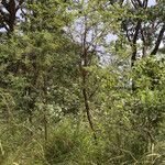 Vachellia hockii Habit