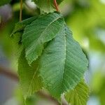 Aesculus pavia Leaf