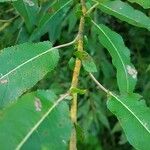 Salix eriocephala Blatt