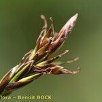 Carex pyrenaica Frutto