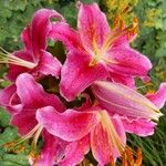 Lilium bulbiferumFlower