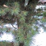 Pinus strobusLeaf