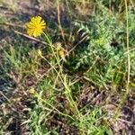 Crepis setosaFlower