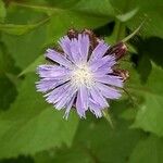 Lactuca alpina फूल