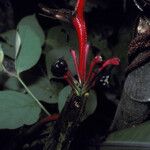 Heliconia richardiana Цвят