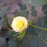 Gossypium herbaceumFlower